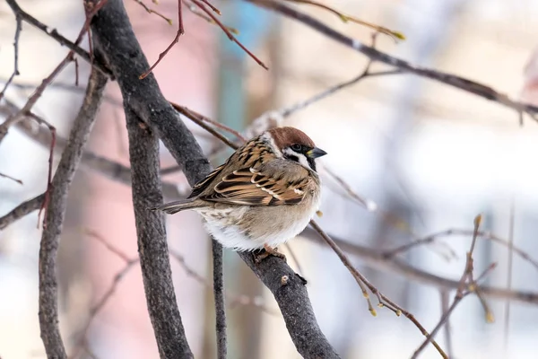 Ein Sperling auf einem kunterbunten Hintergrund kahler Bäume im Winter, ein Ast — Stockfoto