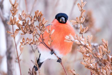 Kış aylarında dalları arka planda kuş Bullfinch kırmızı göğüs yakın çekim