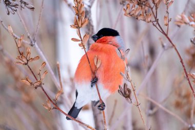 Kırmızı meme ile Bullfinch kuş yakın-up bir ağaç şube sol arıyor