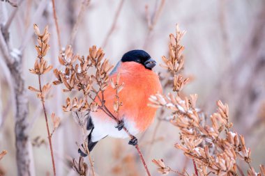 Kırmızı göğüs siyah baş kuş Bullfinch kışın bir ağaç şube