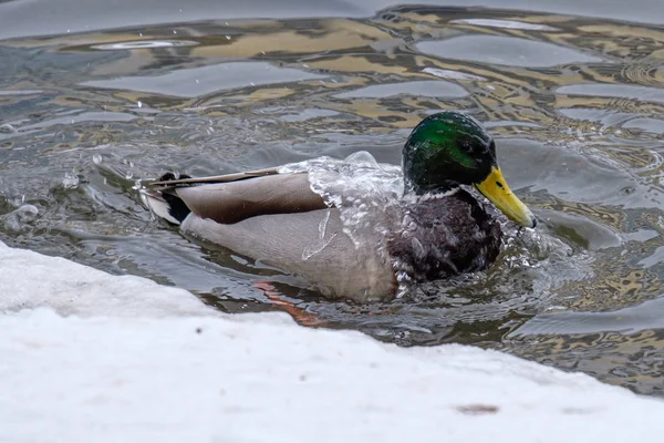 wild bird duck pours the water on