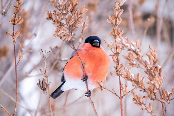 Bullfinch pássaro de inverno em ramos de árvores se alimenta de sementes de árvores — Fotografia de Stock