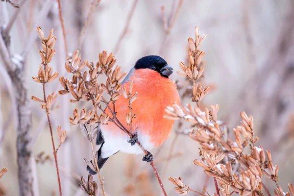 Red chest black head bird bullfinch in winter on a tree branch — Stock Photo, Image