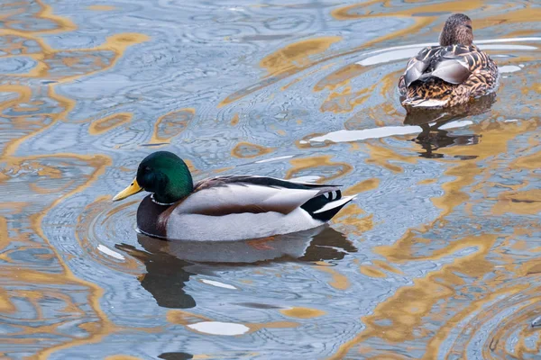 Due anatre sullo stagno con riflessi nell'acqua — Foto Stock