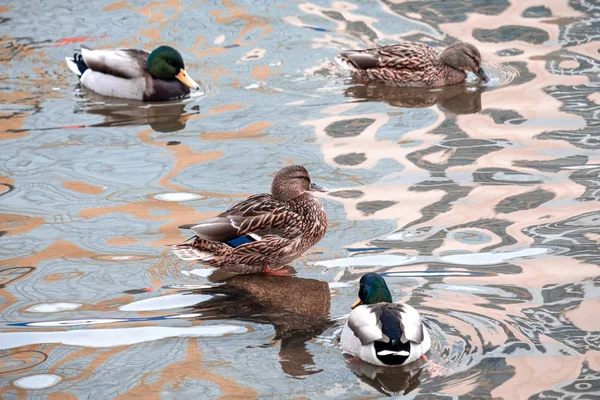 Egy kacsa áll a kő, amely körül a víz a vízben lebeg más kacsák — Stock Fotó