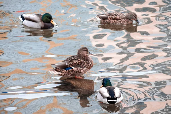 Un'anatra sorge su una pietra attorno alla quale galleggia l'acqua nell'acqua altre anatre — Foto Stock