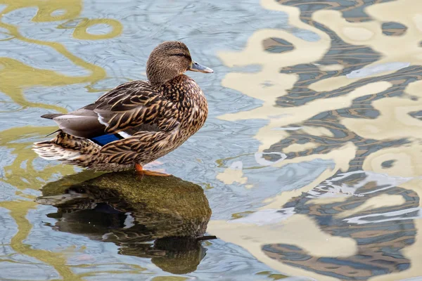 Anatra femmina sullo stagno nelle onde invernali con un riflesso dello sfondo — Foto Stock