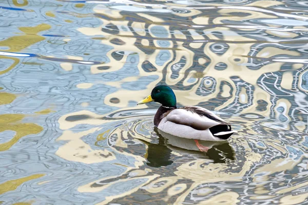 Anatra selvatica sull'acqua sulla superficie dell'acqua si riflette indietro — Foto Stock