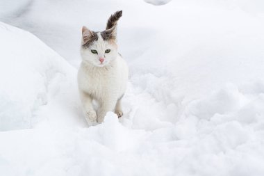 hafif kedi bir Snowdrift kar üzerinden gizlice