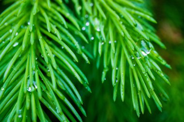 üzerinde yağmur damlaları ile Ladin bir şube