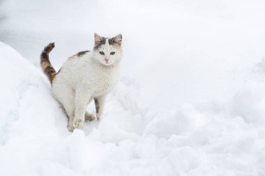beyaz kedi Şaşırtılmış kar oturuyor görünüyor