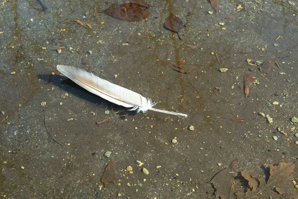 Flytande i vattnet en fjäder fåglar av lugnt vatten kan du se botten där smutsen — Stockfoto