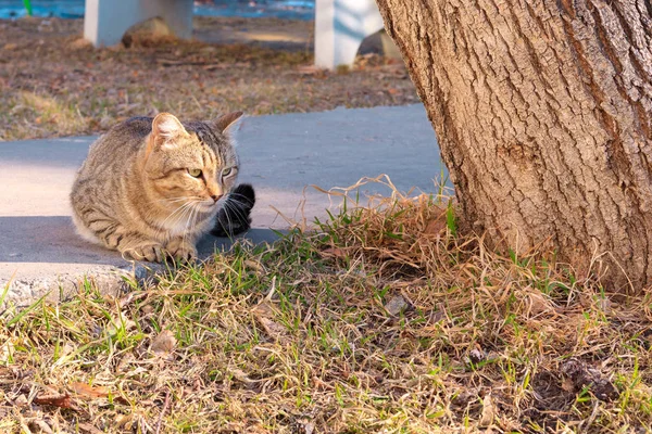 Серая кошка на улице среди травы и асфальта — стоковое фото
