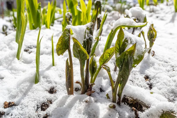 Jarní čerstvé výhonky rostlin, na kterých spadl sníh — Stock fotografie