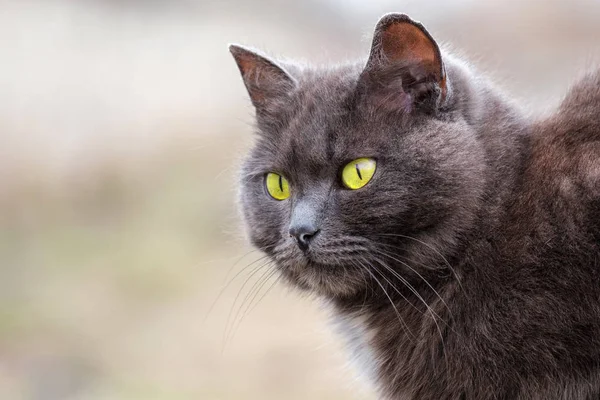 Серый кот на улице с зелеными глазами — стоковое фото