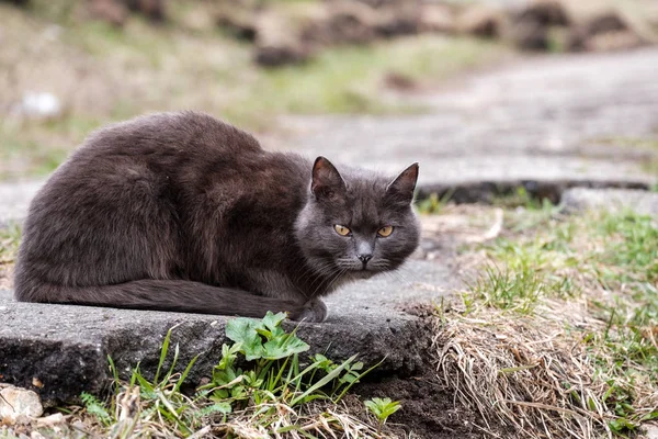 Серый кот с зелеными глазами подозрительно смотрит вперед — стоковое фото