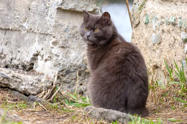 Retrato de un gato gris sentado en la pared de piedra exterior — Foto de Stock