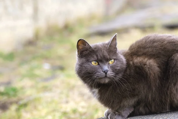 Кошка голодает у рамы животного на улице — стоковое фото