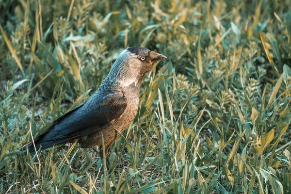 bird jackdaw of the Raven squad close-up on the green grass in the summer