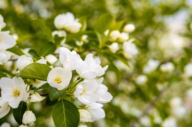 gün yumuşak aydınlatma sırasında ağaç üzerinde renkli Elma çiçekleri