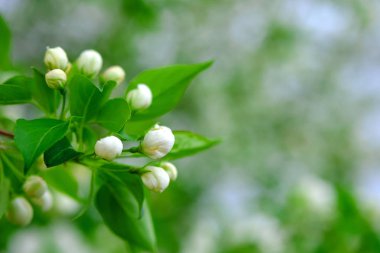 bahçede ilkbaharda Elma çiçekleri doymuş parlak renkler