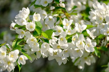 meyve bahçesinde ilkbaharda çiçekli Elma ağaçları