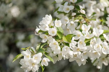 odak dışında arka planda ön planda çiçekli Elma ağaçları, çok, Apple ağaçları
