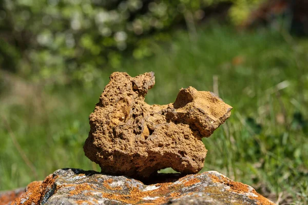 Una extraña piedra en forma de animal sobre el fondo de un bosque verde —  Fotos de Stock