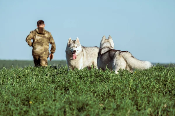 Un hombre camina a través del campo lejos de nosotros en primer plano dos perros — Foto de Stock