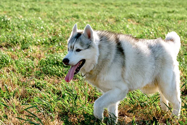 Springande över fältet husky med tungan sticker ut starkt ljus — Stockfoto