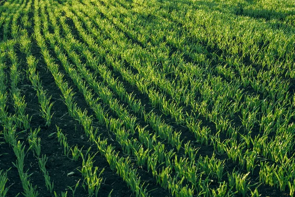 Filas de brotes en un campo diagonal con hierba jugosa verde brillante redondeada —  Fotos de Stock