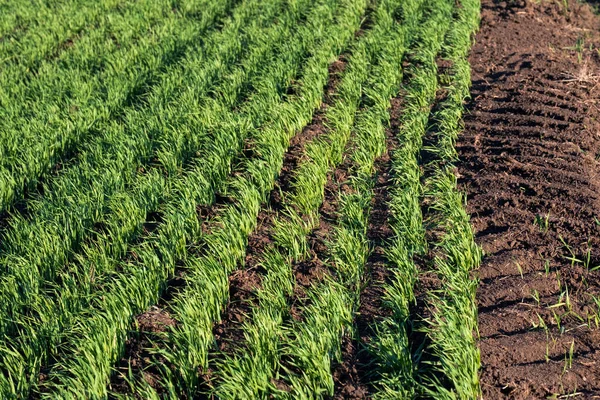 Las hileras de plantas agrícolas jóvenes que se extienden en la distancia desde el borde del suelo está enterrado por un tractor —  Fotos de Stock