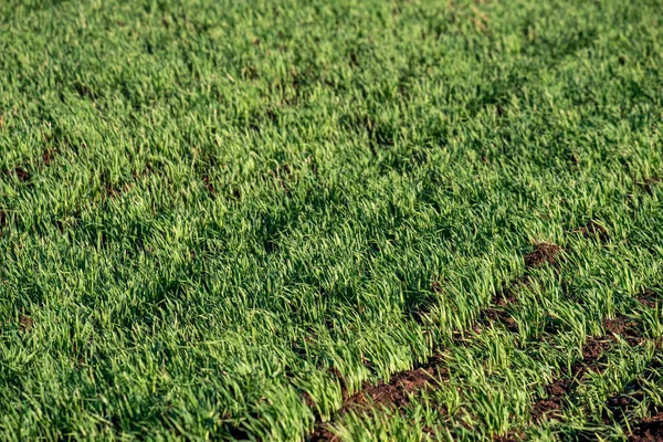 Hileras de plantas jóvenes cultivadas en parcelas agrícolas suelo y hierba verde brillante —  Fotos de Stock