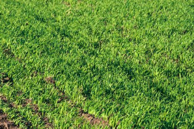 Tarım tarlalarında taze taze taze filizler yetişiyor.