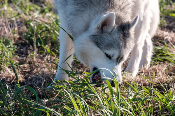 White husky dog eats grass on the field — ストック写真