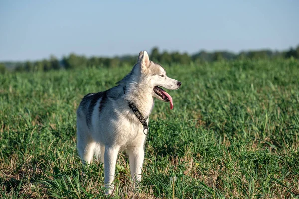 Hafif köpek, yaz akşamında yeşil bir tarlada tasmasıyla ağır ağır nefes alan iri yapılı bir köpek yetiştirir. — Stok fotoğraf