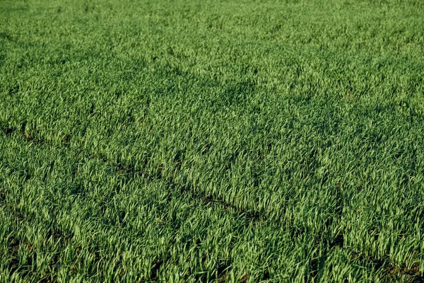 Tło zielonej trawy widok z góry strony nieostry część odległe — Zdjęcie stockowe