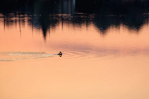 Vogel Auf Der Wasseroberfläche Bei Sonnenuntergang Harmonie Und Frieden Der — Stockfoto