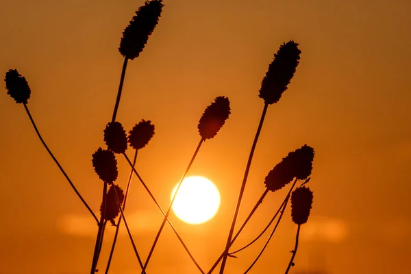 沈みゆく太陽に対する植物のシルエット 自然と美しい色の調和 — ストック写真