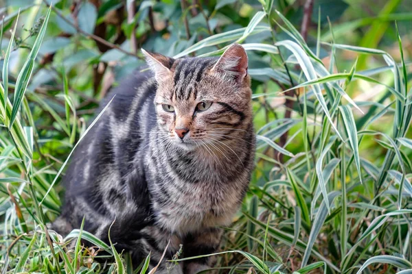 Задумчивый Серый Кот Траве Летний День Кошка Выглядывает Кадра — стоковое фото