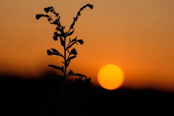 grass silhouette against the setting sun orange color. beautiful photo harmonious colors of the setting sun