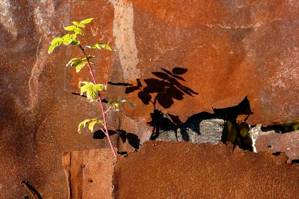 Plante Aux Feuilles Vertes Pousse Dans Trou Dans Mur Rouillé — Photo