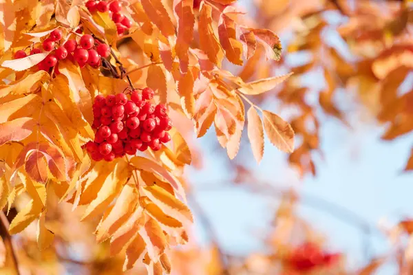 Rote Eberesche Pinsel Auf Einem Baum Herbst Rote Und Gelbe — Stockfoto