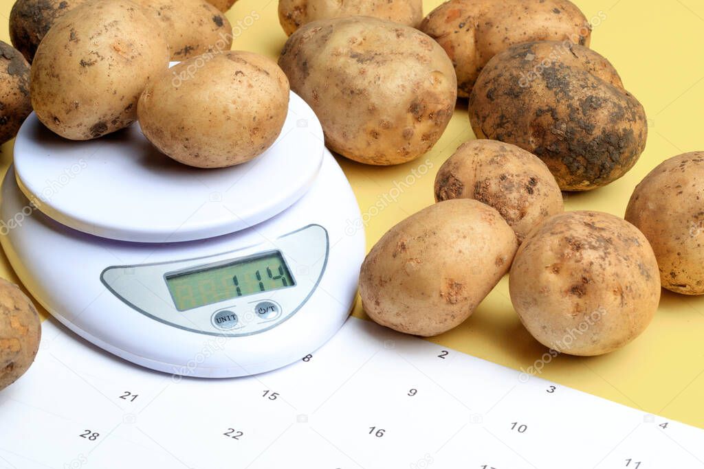 white unwashed fresh potatoes on the scales near the calendar. potato crop weighing and accounting process