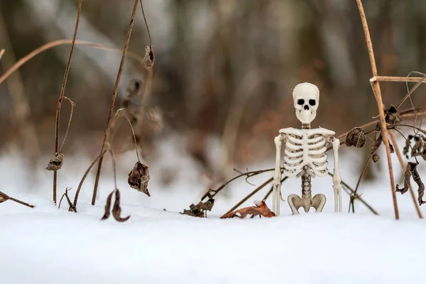 Esqueleto Humano Entre Nieve Hierba Seca Comparación Invierno Muerte —  Fotos de Stock