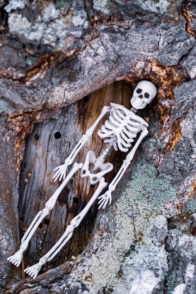 Zabawkowy Szkielet Osoby Jest Bagażniku Drzewa Harmonia Śmierci Natury — Zdjęcie stockowe
