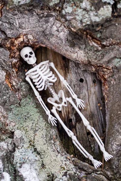 Human Skeleton Lies Diagonally Birch Wood Unity Nature Man — Stock Photo, Image