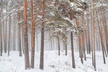 Çam ormanlarında kar fırtınası ve kar kolayca kaybolabilir.