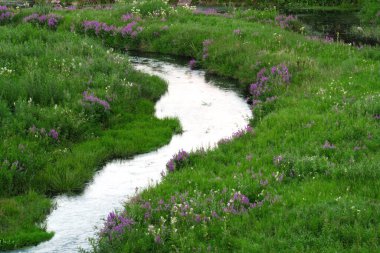 Nehir tarladan akar, nehrin her iki yakasında yeşil çimenler büyür, yaz zamanı.