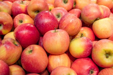 Taze olgun elmalar büyük miktarlarda bir yerde toplanır. iyi elma hasadı